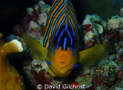 Head on with a Royal Angelfish in the Red Sea. by David Gilchrist 